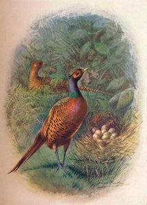 キジ-Phasianus colchicus、c1910、1910 作： George James Rankin