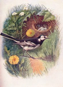 ハクセキレイ-Motacilla lugubris、c1910、1910 作： George James Rankin