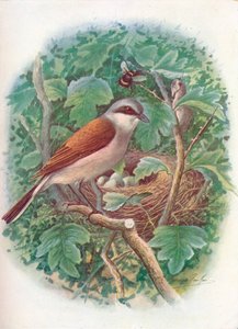 赤背景モズ-Lanius collurio、c1910、1910 作： George James Rankin