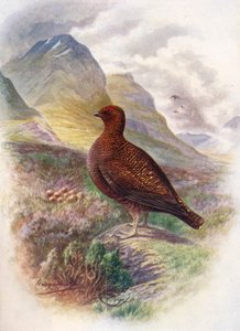 アカライチョウ-Lagopus scoticus、c1910、1910