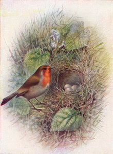 RedbreastまたはRobin-Erithacus rubecula、c1910、1910 作： George James Rankin