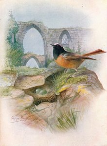 Redstart-Ruticilla phoenicurus、c1910、1910 作： George James Rankin