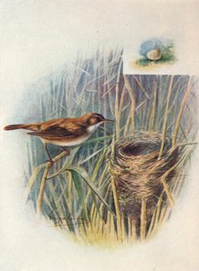 リードワーブラー-Acrocephalus streperus、c1910、1910 作： George James Rankin