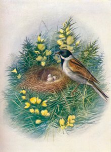 リードホオジロ-Embriza schoeniclus、c1910、1910 作： George James Rankin