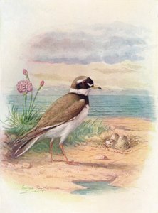 環状千鳥-Aegialitis hiaticola、c1910、1910