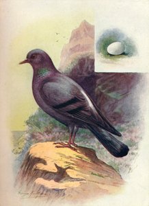 Rock-Pigeon-Columba livia、c1910、1910 作： George James Rankin