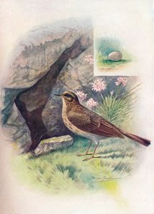 ロックピピット-Anthus obscurus、c1910、1910 作： George James Rankin