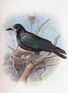 ルーク-カラス属frugilegus、c1910、1910 作： George James Rankin