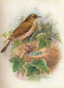 ツグミまたはメイビス-Turdus musicus、c1910、1910 作： George James Rankin
