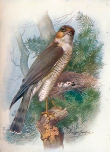 Sparrow-Hawk-Accipiter nisus、c1910、1910 作： George James Rankin