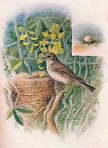 斑点フライキャッチャー-Muscicapa grisola、c1910、1910 作： George James Rankin