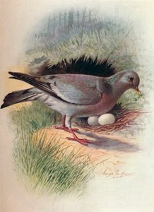 Stock-Dove-Columba oenas、c1910、1910 作： George James Rankin