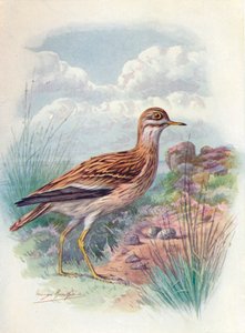 Stone-Curlew、Norfolk Plover、Thick-Knee-OEdicnemus scolopax、c1910、1910 作： George James Rankin