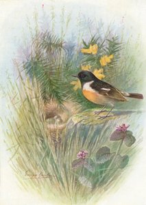 Stonechat-Pratincola rubicola、c1910、1910 作： George James Rankin