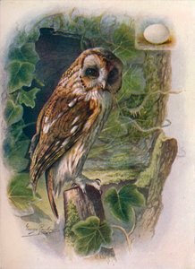 モリフクロウまたはブラウンフクロウ-Syrnium aluco、c1910、1910 作： George James Rankin