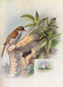 Tree-Creeper-Certhia馴染み、c1910、1910 作： George James Rankin
