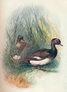 キンクロハジロ-Fuligula cristata、c1910、1910 作： George James Rankin