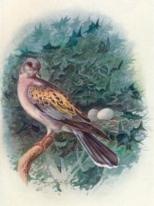 Turtle-Dove-Turtle、c1910、1910 作： George James Rankin