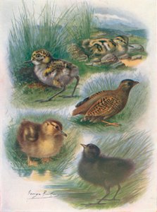 ニディフゴスの雛の種類、c1910、1910 作： George James Rankin
