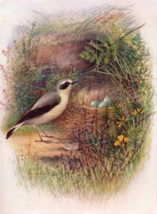Wheatear-Saxicola oenanthe、c1910、1910 作： George James Rankin