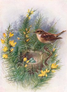 Whinchat-Pratincola rubetra、c1910、1910 作： George James Rankin