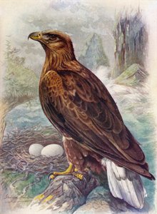 オジロワシまたはシーイーグル-Haliaetus albicilla、c1910、1910 作： George James Rankin