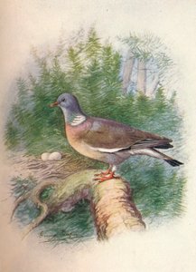 ウッドピジョンまたはリングダブ-Columba palumbus、c1910、1910 作： George James Rankin