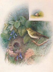ウッドミソサザイ-Phylloscopus sibilatrix、c1910、1910 作： George James Rankin