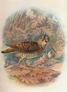 ウッドコック-Scolopax rusticula、c1910、1910 作： George James Rankin