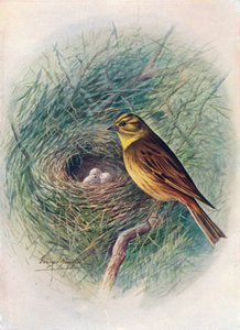 イエローハンマーまたはイエローバンティング-Emberiza citrinella、c1910、1910 作： George James Rankin