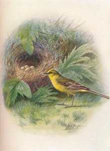 ハクセキレイ-Motacilla raii、c1910、1910 作： George James Rankin