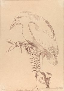 無題: 魚の骨格を持つ鳥 作： George Knapton
