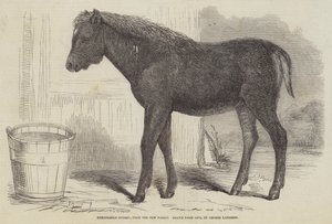 新しい森からの驚くべきハイブリッド 作： George Landseer
