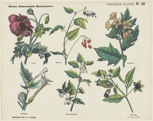 有毒植物 (オブジェクトのタイトル) 新しいオランダの子供の版画 (オブジェクトのシリーズ タイトル) 作： George Lodewijk Funke