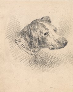 Cabeça de um cão