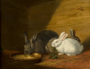 うさぎ 作： George Morland