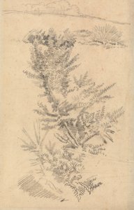 牧草地の樹木等の研究 作： George Richmond