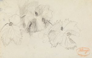 「葉の研究」1 作： George Romney