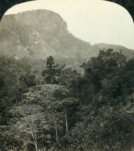 バロン川渓谷の熱帯植物、ケアンズ、クイーンズランド州、オーストラリア、c1909。 作： George Rose