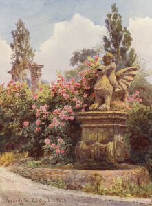 イタリアの庭園チャイナ・ローズ、ヴィラ・インペリアーリ（カラーリトグラフ） 作： George Samuel Elgood