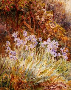 ペールブルーアイリス、フローレンス 作： George Samuel Elgood