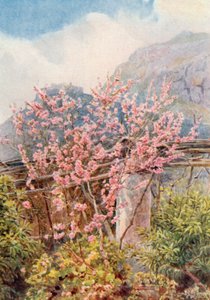 Peach-trees ablow」（カラーリトグラフ） 作： George Samuel Elgood