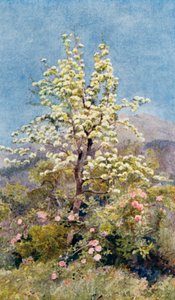 梨の花、海上アルプス（カラーリトグラフ） 作： George Samuel Elgood