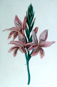 グライウルグラジオラス、19世紀。 作： George Sand