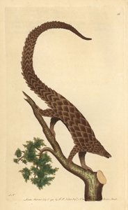 「The Naturalist