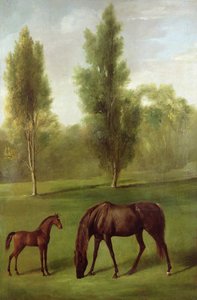 森の中の栗毛の雌馬と子馬」 1761-63年頃 （油彩・キャンバス 作： George Stubbs