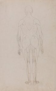 人体の構造と虎および家禽の構造の比較解剖学的説明：人体後面図（表XIIのためのさらなる研究） 作： ジョージ・スタッブス