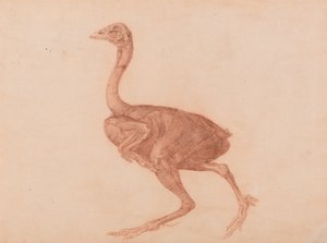 人体の構造と虎および家禽の構造の比較解剖学的説明：ドーキング・ヘン、側面図 作： ジョージ・スタッブス