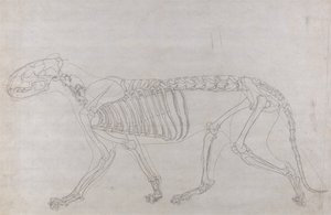 人体の構造と虎および家禽の構造の比較解剖学的解説：虎の骨格、側面図 作： ジョージ・スタッブス