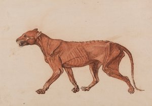 人体の構造と虎および家禽の構造の比較解剖学的解説：虎の体、側面図 作： ジョージ・スタッブス